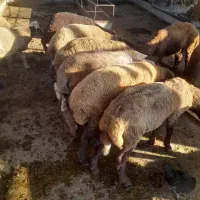 بره|حیوانات مزرعه|گرگان, |دیوار