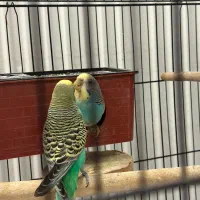 جفت مرغ عشق بهمراه چهار جوجه