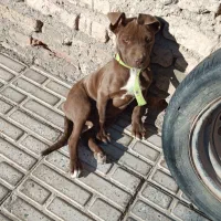 سگ پیت بول ماده