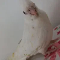 جوجه عروس هلندی|پرنده|گرمسار, |دیوار