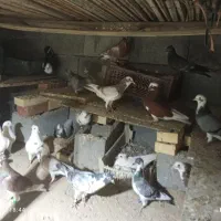 اکفتر|پرنده|منوجان, |دیوار