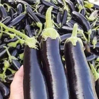 بادمجان ورامین کیلویی ۲۰هزار