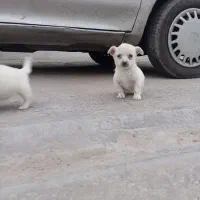 توله سگ|سگ|گنبد کاووس, |دیوار