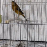 قناری  نر  با ماده|پرنده|بم, |دیوار