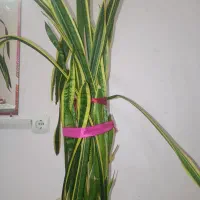 گل سانسوریا ابلق