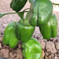 فلفل دلمه گلخانه ای تازه تُرد