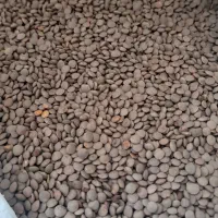 لوبیا خوش پخت|خوردنی و آشامیدنی|کوهدشت, |دیوار