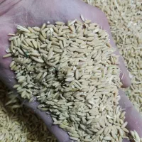 گندم|عمدهفروشی|کشاورز, |دیوار