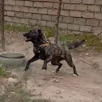 سگ افغان اصیل نگهبان