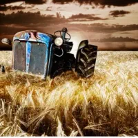 سویا گندم ذرت کنسانتره انواع سبوس کنجاله روغن سویا