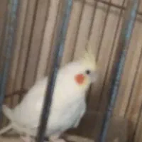 سلام این سلام عروس هلندی ماده