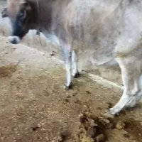 گاو آبستن ...