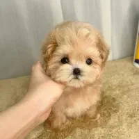 Poodle پودل قهوه‌ای|سگ|تهران, منیریه|دیوار