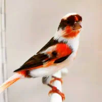 کارگر ساده|استخدام خدمات فروشگاه و رستوران|بندر دیر, |دیوار