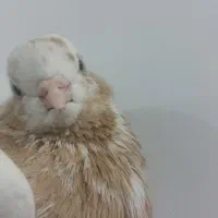 کبوتر ماده|پرنده|نجفآباد, یزدانشهر|دیوار