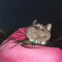 گربه بریتیش (جفت گیری)|گربه|گرگان, |دیوار