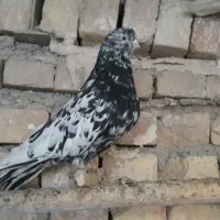 کبوتر یا کفتر نوک ریز