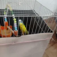 مرغ عشق تلفن