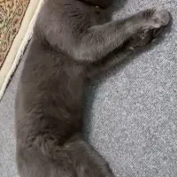 گربه بریتیش اسکاتیش|گربه|رشت, بلوار گیلان|دیوار