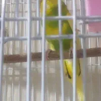 مرغ عشق|پرنده|ری, صفاییه (چشمه علی)|دیوار