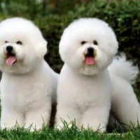 سگ بیشون فرایز کیفیت بمب