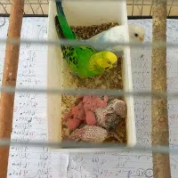 مرغ عشق مولد|پرنده|بجنورد, |دیوار