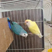جفت کوتوله دستی (معاوضه با قناری یا عروس هلندی)