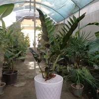 گل زامیفولیا بلک ارسال رایگان + هدیه