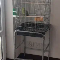 طوطی ملنگو و پایه چرخ داره