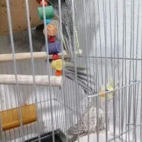 عروس هلندی جفتی مولد|پرنده|شیراز, باغ تخت|دیوار