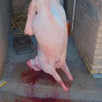 سلاخی وقصاب  سیار گوسفند