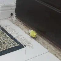 مرغ عشق ماده|پرنده|نهاوند, |دیوار