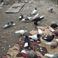 پرنده|پرنده|خرمشهر, |دیوار