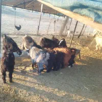 بزغاله چاق کیلو 350هزار