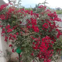 سالانه ملک اجاره ای رامسر ویلا دربستی|اجارهٔ خانه و ویلا|دالخانی, |دیوار