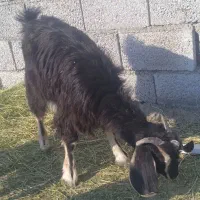 بزغاله دورگه پاکستانی