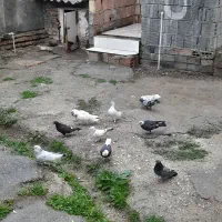 کفتر های آس|پرنده|بندر ترکمن, |دیوار