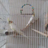 پرنده عروس