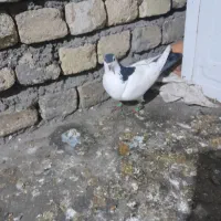 کفتر|پرنده|مشهد, ویلاشهر|دیوار