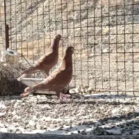 جفتی وهوایی