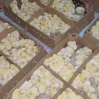 جوجه گوشتی راس ۳۰۸ درجه یک