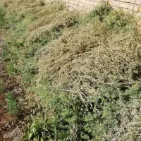 علف(یونجه)