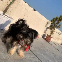 واگذاری سگ شیتزو