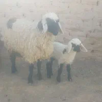 کابر زاییده بره ماده