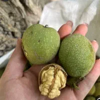 گردو تازه درجه یک