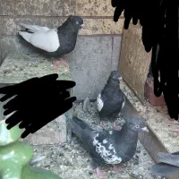 سینه سیاه