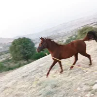 مادیان ابستن دمگیر
