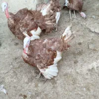 بوقلمون