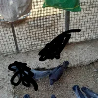 سلام به دوستان عزیز حدود سیزده ،چهارده تاسبزوزاغ