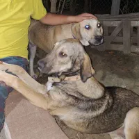 دوتا سگ در کردکوی گم شدن